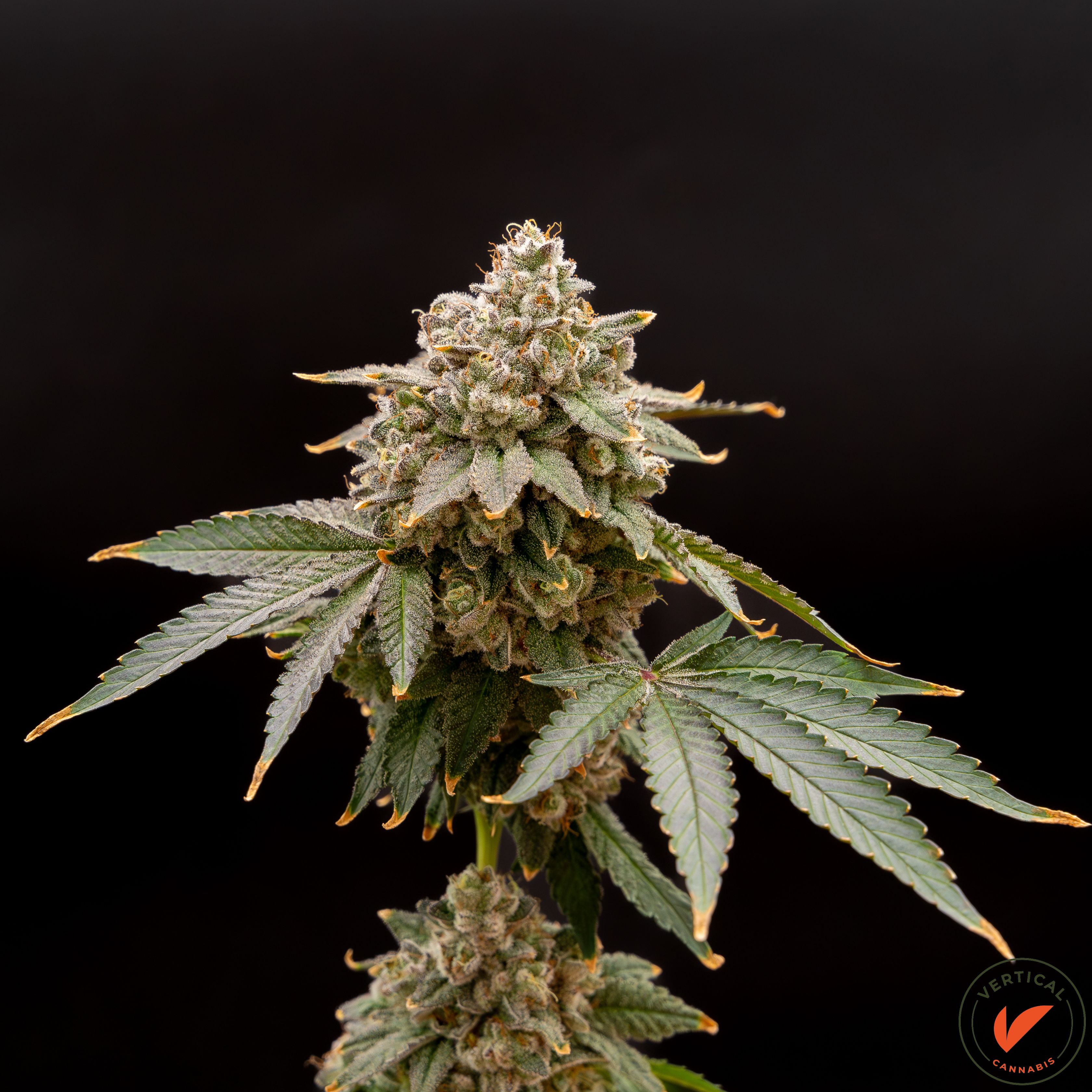 Photograph of product: Jokerz Candy - 14g