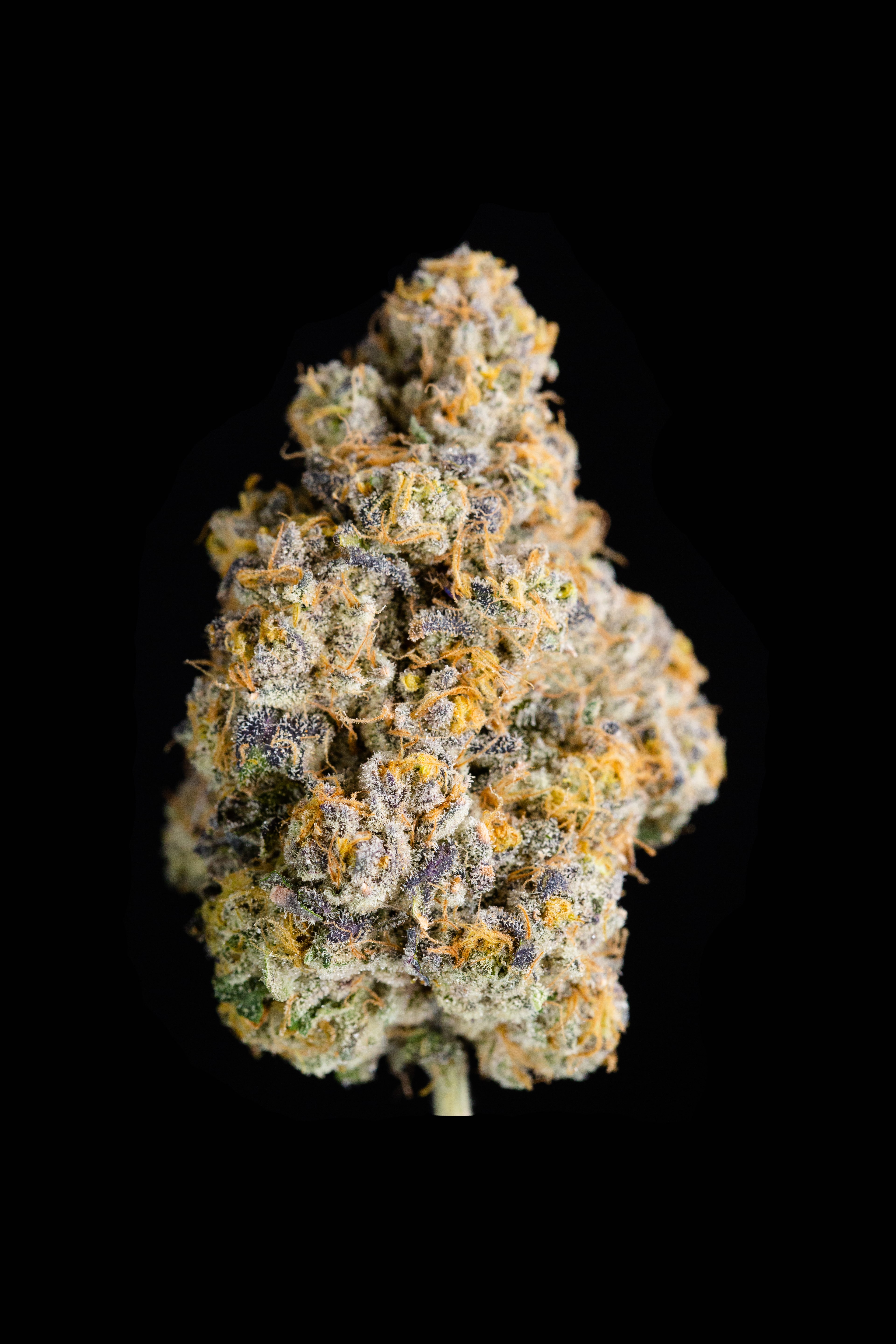 Photograph of product: Flower - Cape White Shark - 3.5g
