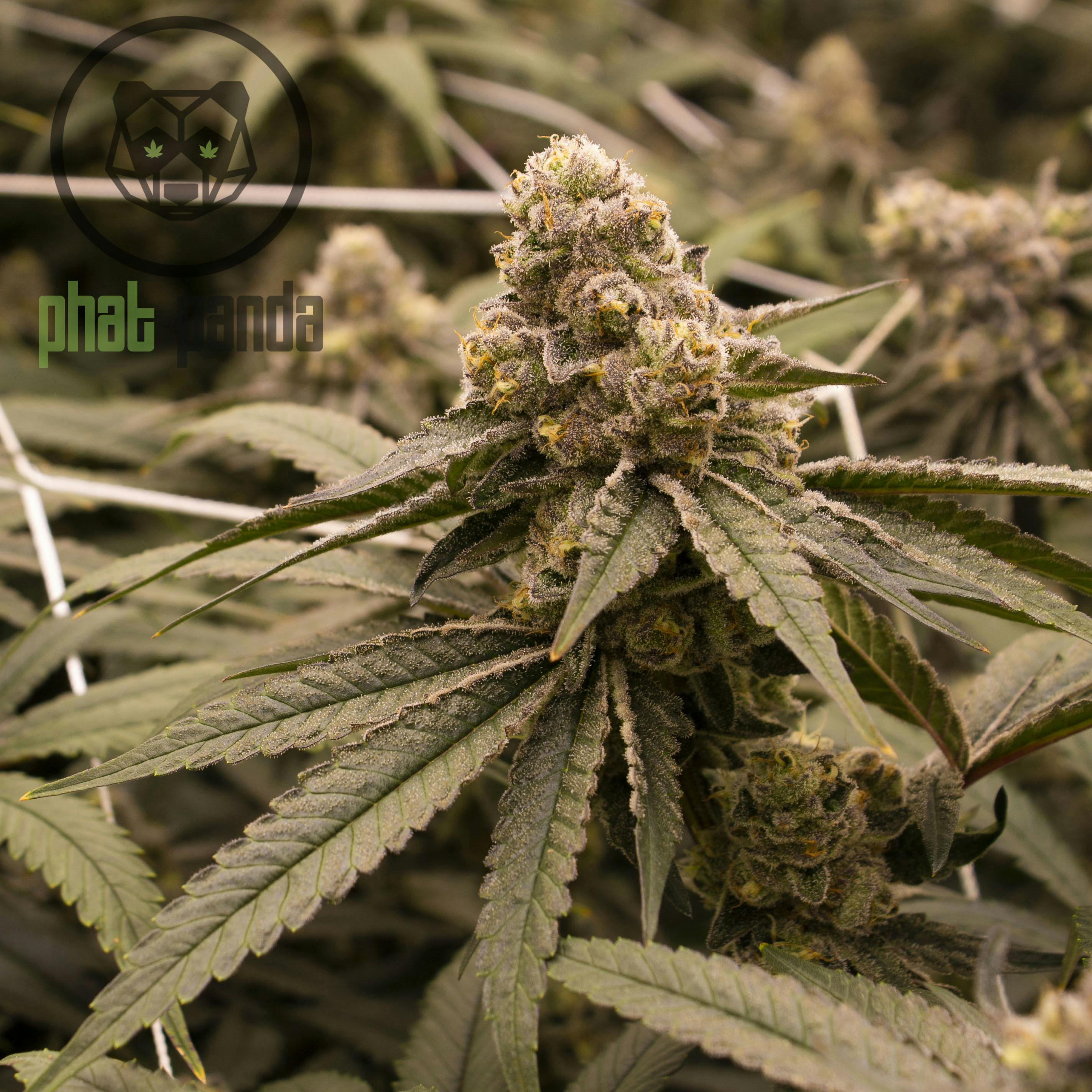 Photograph of product: Phat Panda: Grape Cream Cake 3.5g