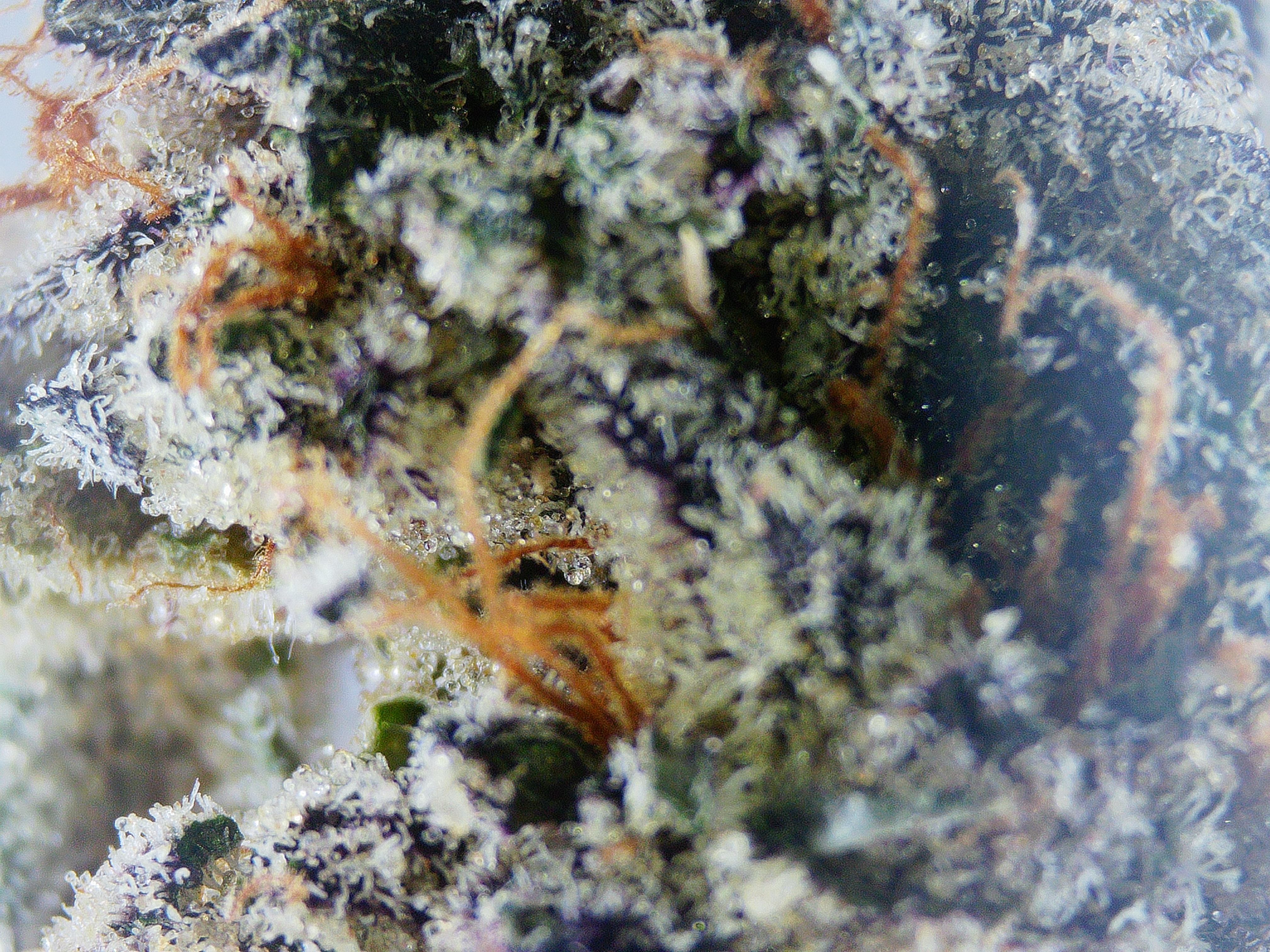 Photograph of product: High Altitude Oui'd Red Runtz BULK Flower - 1g