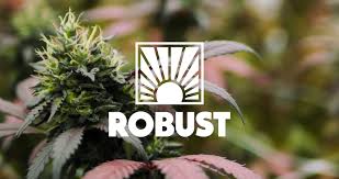 Photograph of product: 50mg Rosin Capsules - 10pk - Robust