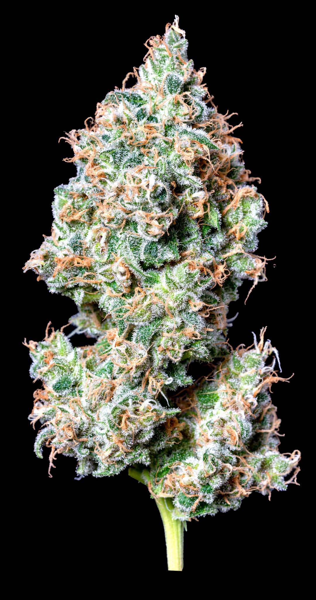 Photograph of product: SOUR JACK