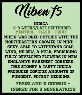 Photograph of product: Niben F5 (6pk Feminized Seeds)