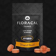 Photograph of product: Floracal | Tropical Punch Live Rosin Gummies | 10pk 100mg
