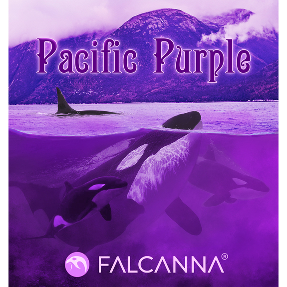 Photograph of product: Falcanna - Pacific Purple - 3.5g