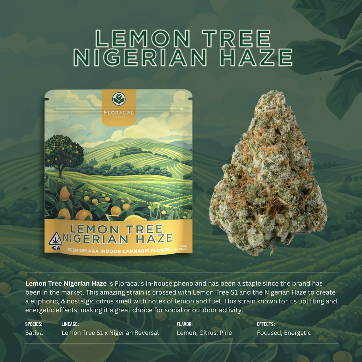 Photograph of product: FloraCal | Lemon Tree Nigerian Haze | Indoor Flower | 1/8oz - 3.5g