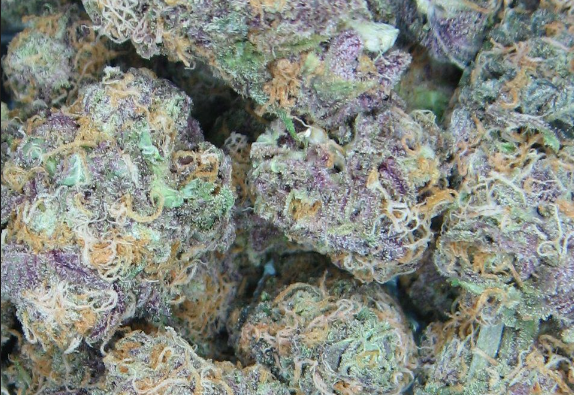 Photograph of product: Gold Shelf - Blue Dream (S) - 28g
