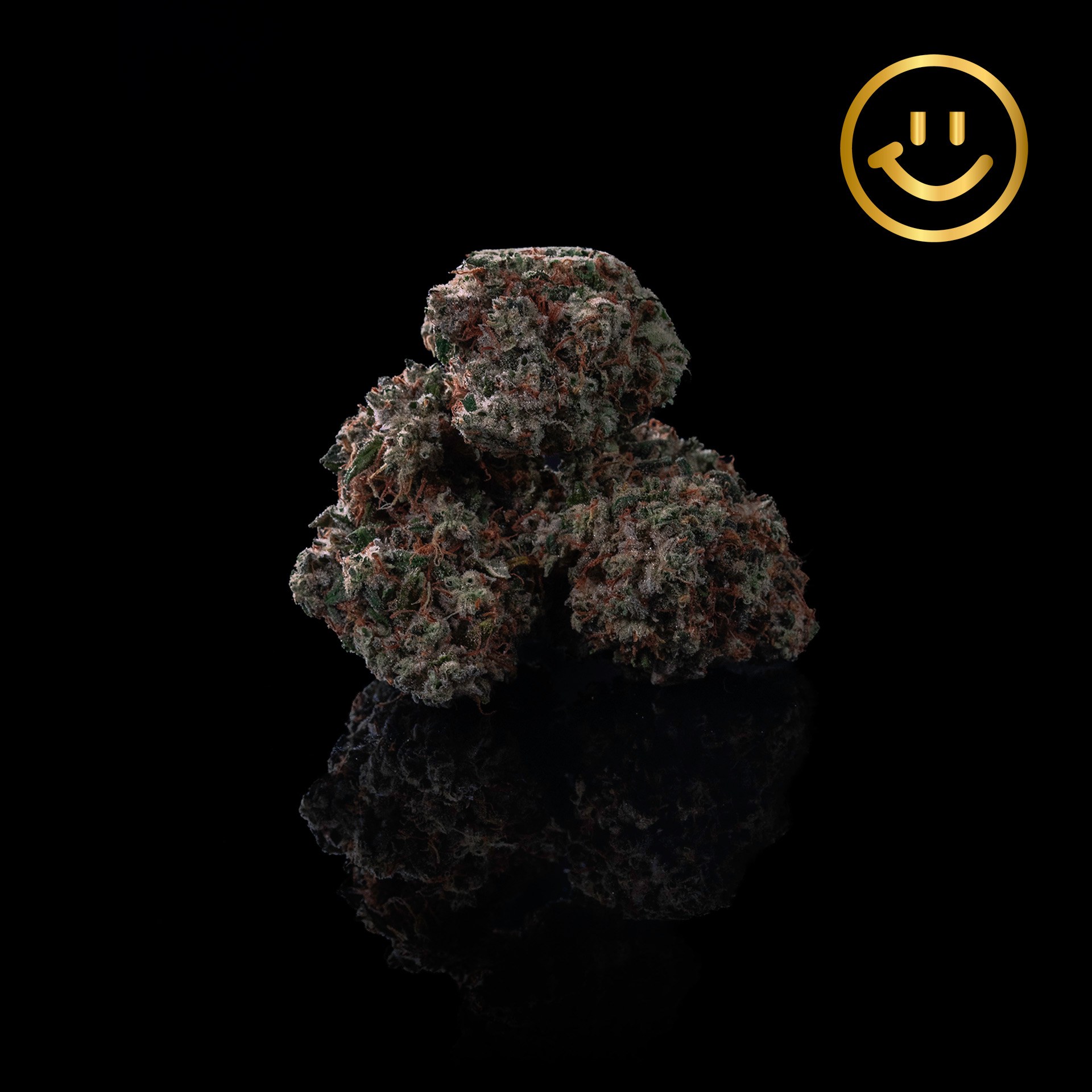 Photograph of product: Garden First | Rocky Mountain Moonshine | indoor flower