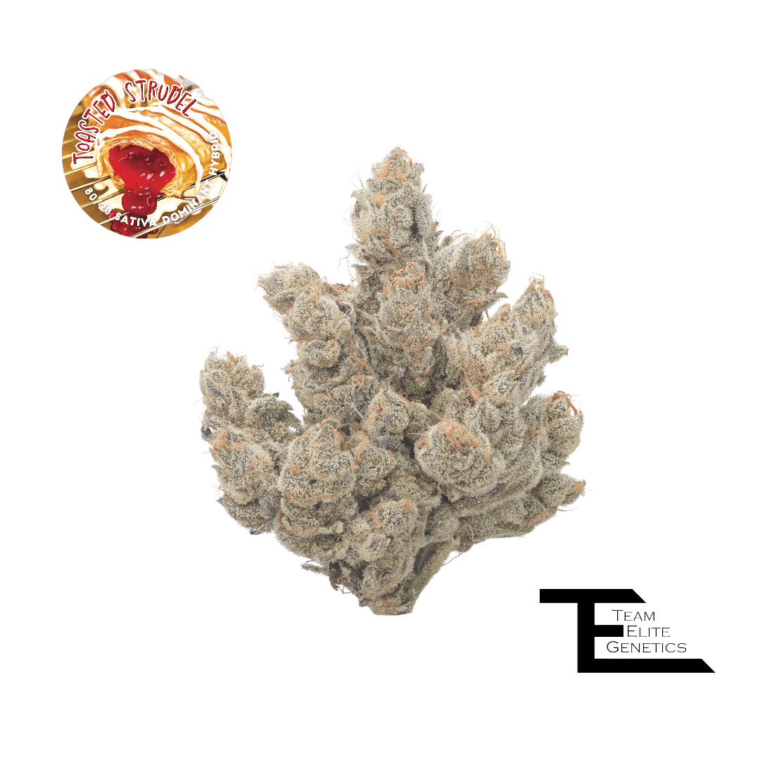 Photograph of product: Team Elite Genetics - Toasted Strudel (S - Hybrid) Premium Flower - 3.5g