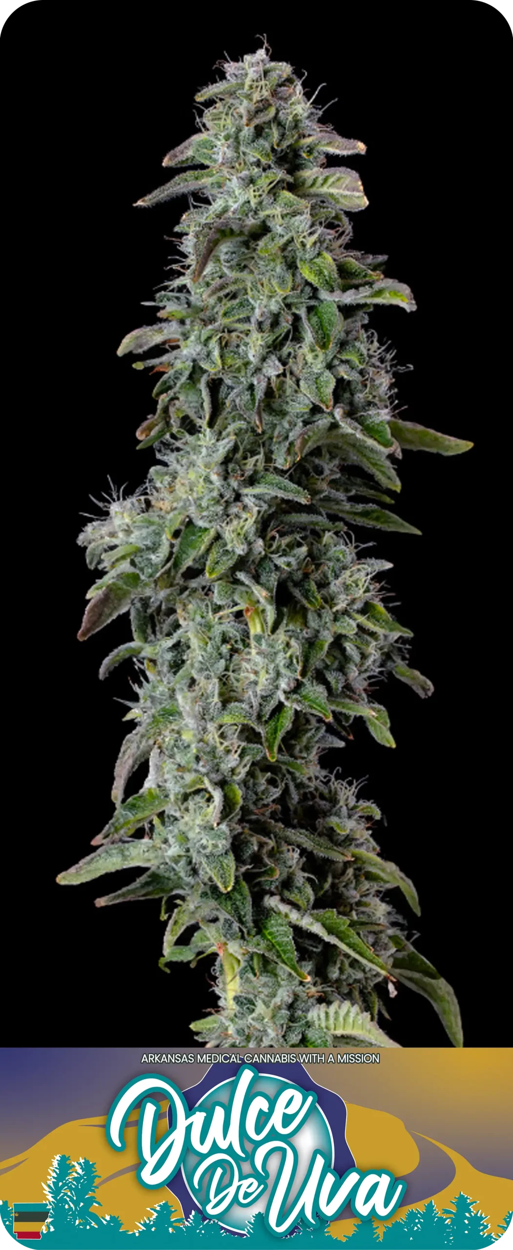 Photograph of product: Dulce De Uva Flower - 3.5g