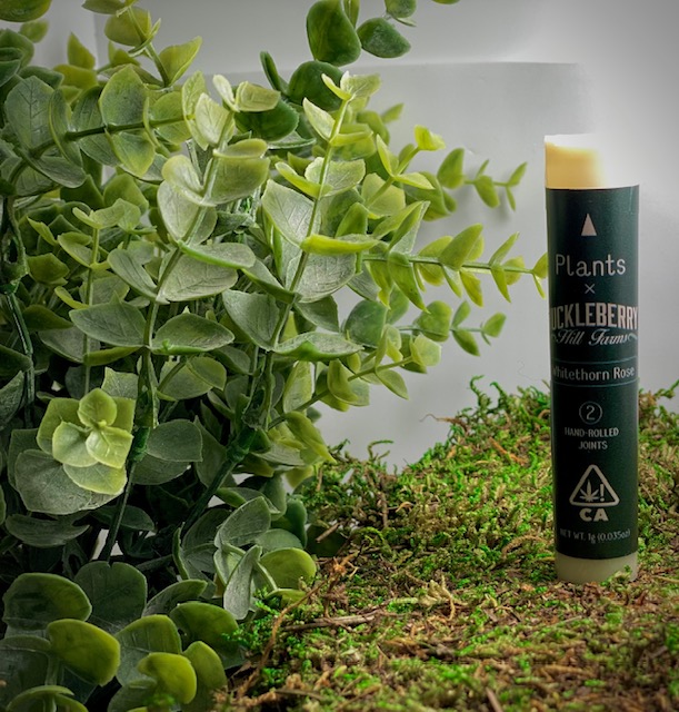 Photograph of product: WHITETHORN ROSE PRE-ROLLS 2PK