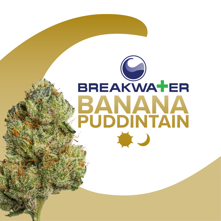 Photograph of product: Breakwater  |  Banana Puddintain  | Flower | Whole Flower - 7g