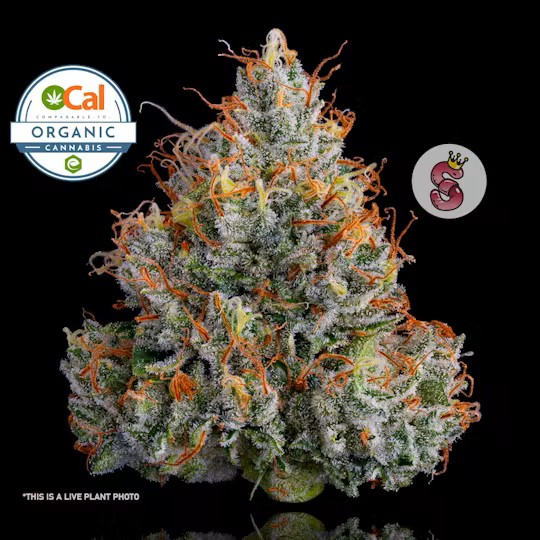 Photograph of product: Lemon Banana Sherbert - Flower - 3.5g
