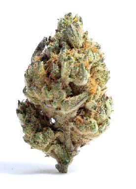 Photograph of product: FloraVega | Ice Cream Mintz (I-D) - 3.5g