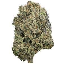 Photograph of product: Deli Style Diamond Tier - Gator Breath - 70g