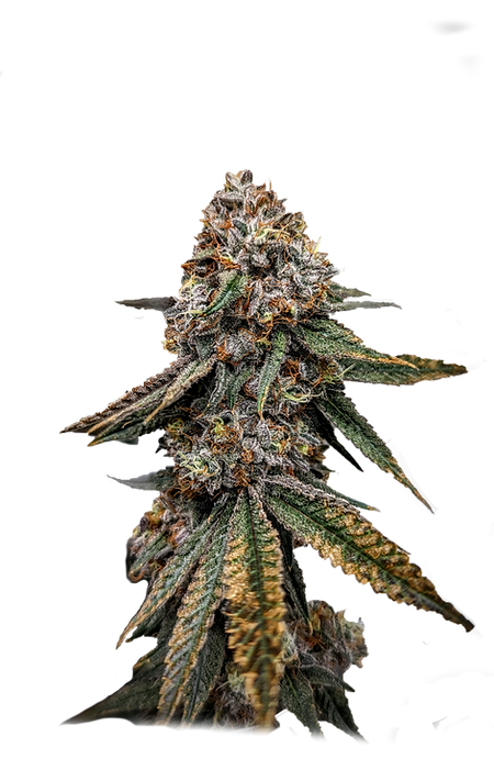 Photograph of product: Flower  - 91 Octane - 3.5g