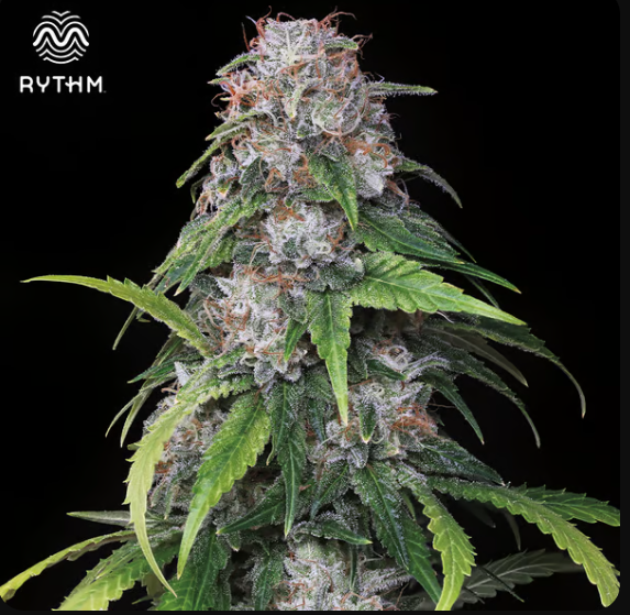 Photograph of product: Rythm 3.5g Indicol BBF 00426