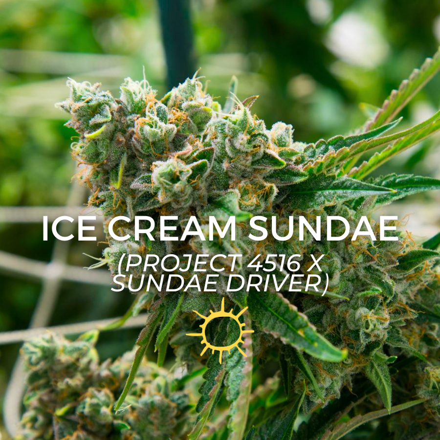 Photograph of product: Ice Cream Sundae - 14g