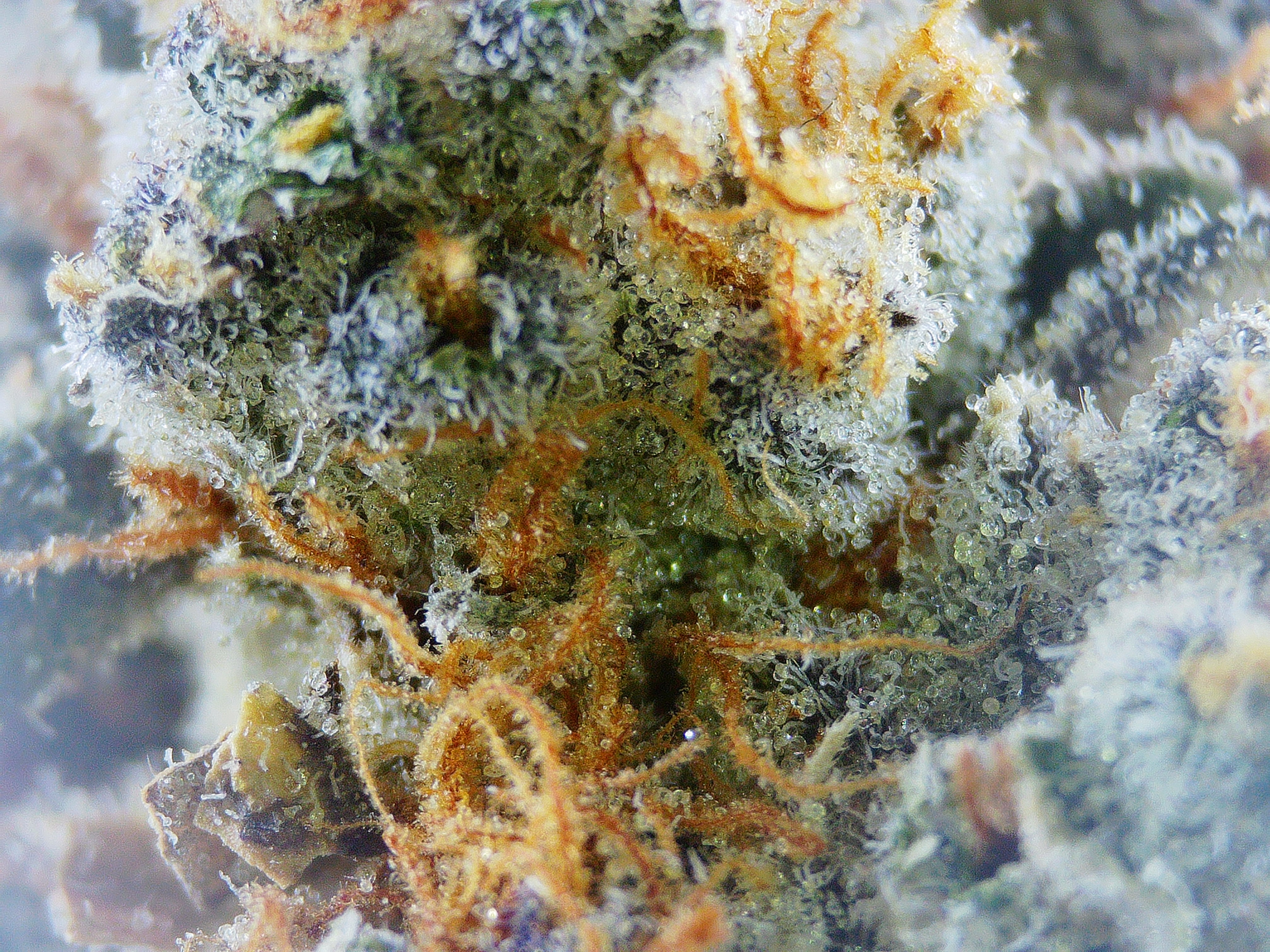 Photograph of Product: Satori Funk Mountain - 28g