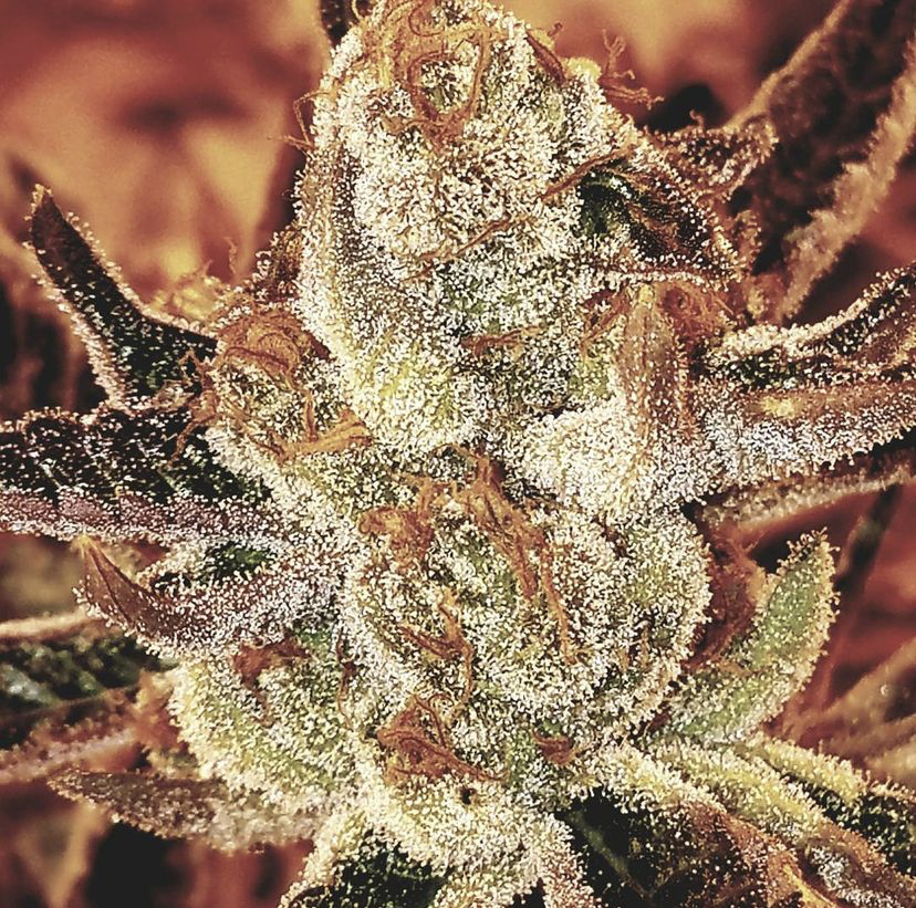 Photograph of product: Cookie Dough 1/8 Prepack - 28g