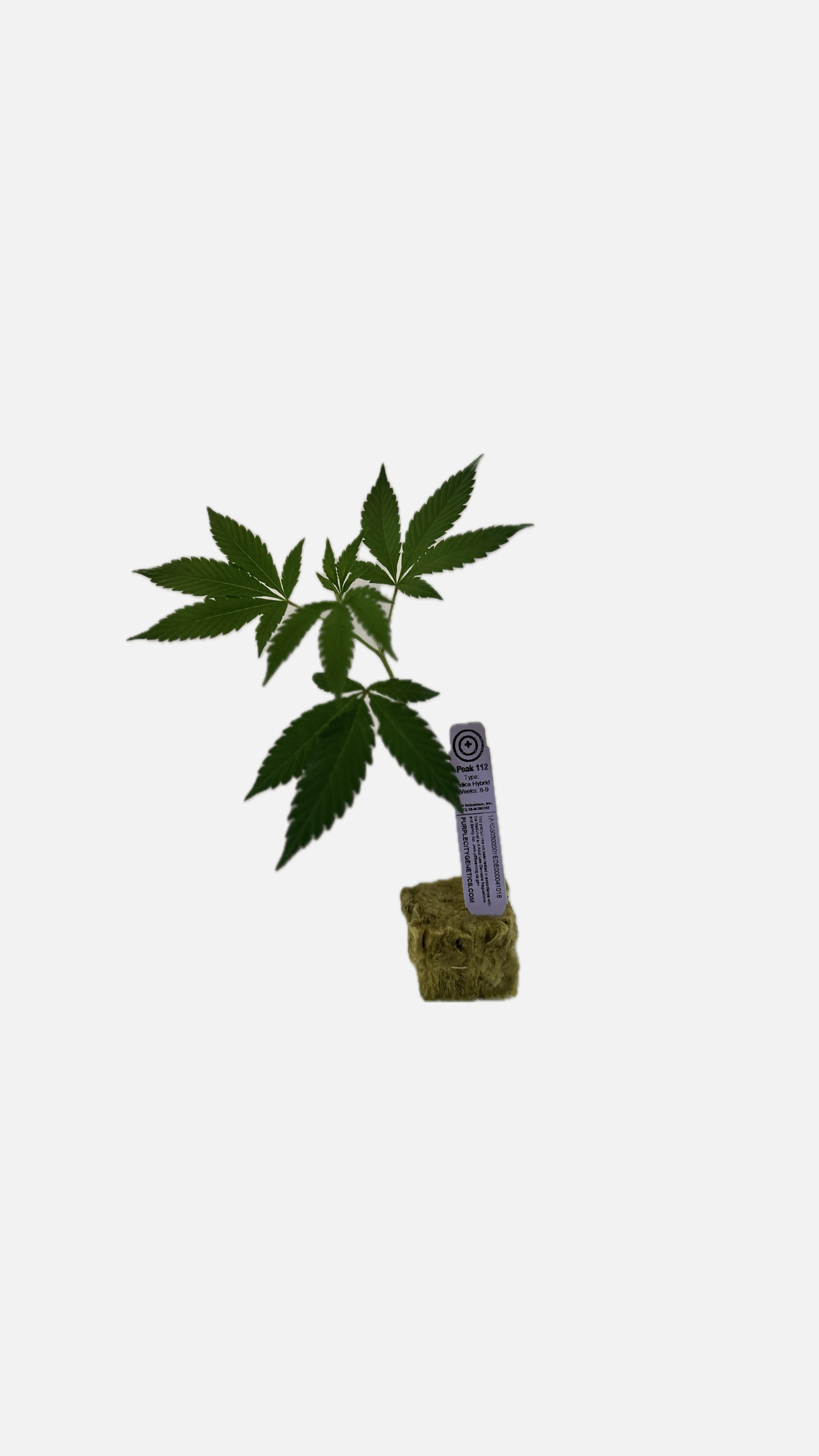 Photograph of Product: Purple City Genetics - Peak 112 Clone