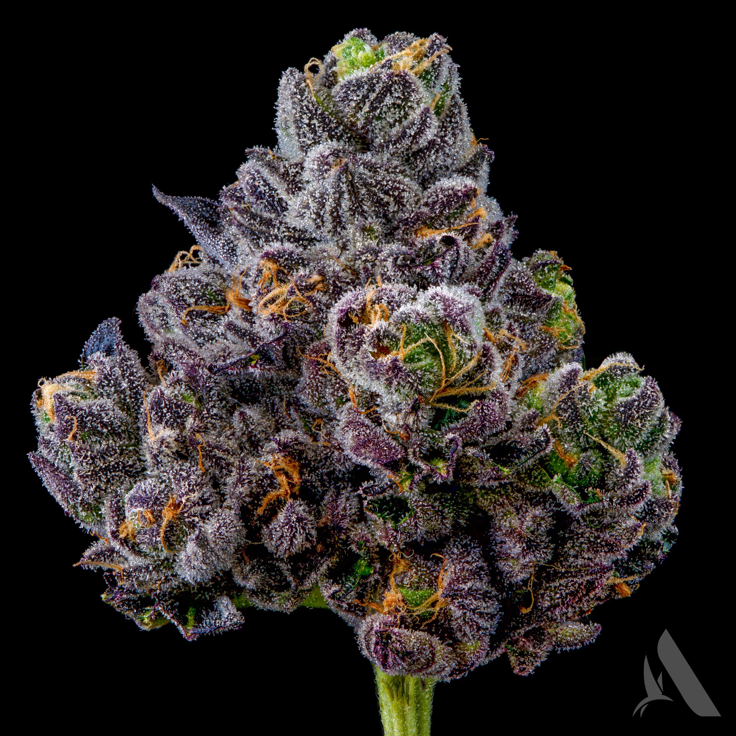 Photograph of product: Appz Bnnz Flower T21.54% H 00212 - 3.5g