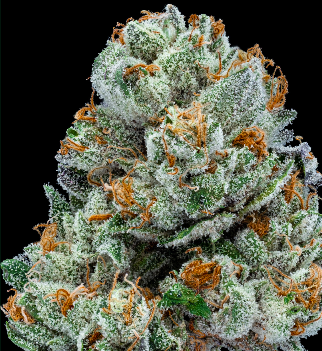 Photograph of product: Banana Cream 1/8 Prepack - 28g