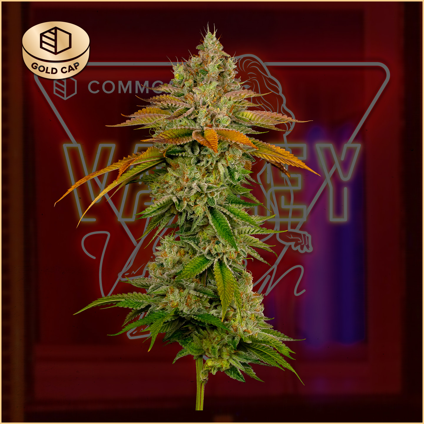 Photograph of product: Valley Vixen Buds | 3.5g | Gold Cap