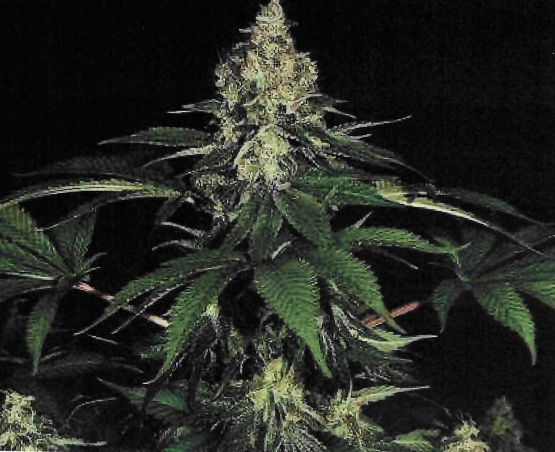 Photograph of product: Shire - 3.5g