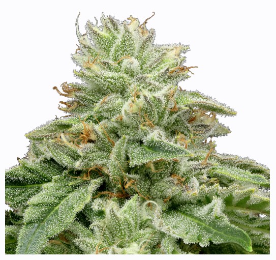 Photograph of product: Zimosa #2 | 3.5g | 710 Labs