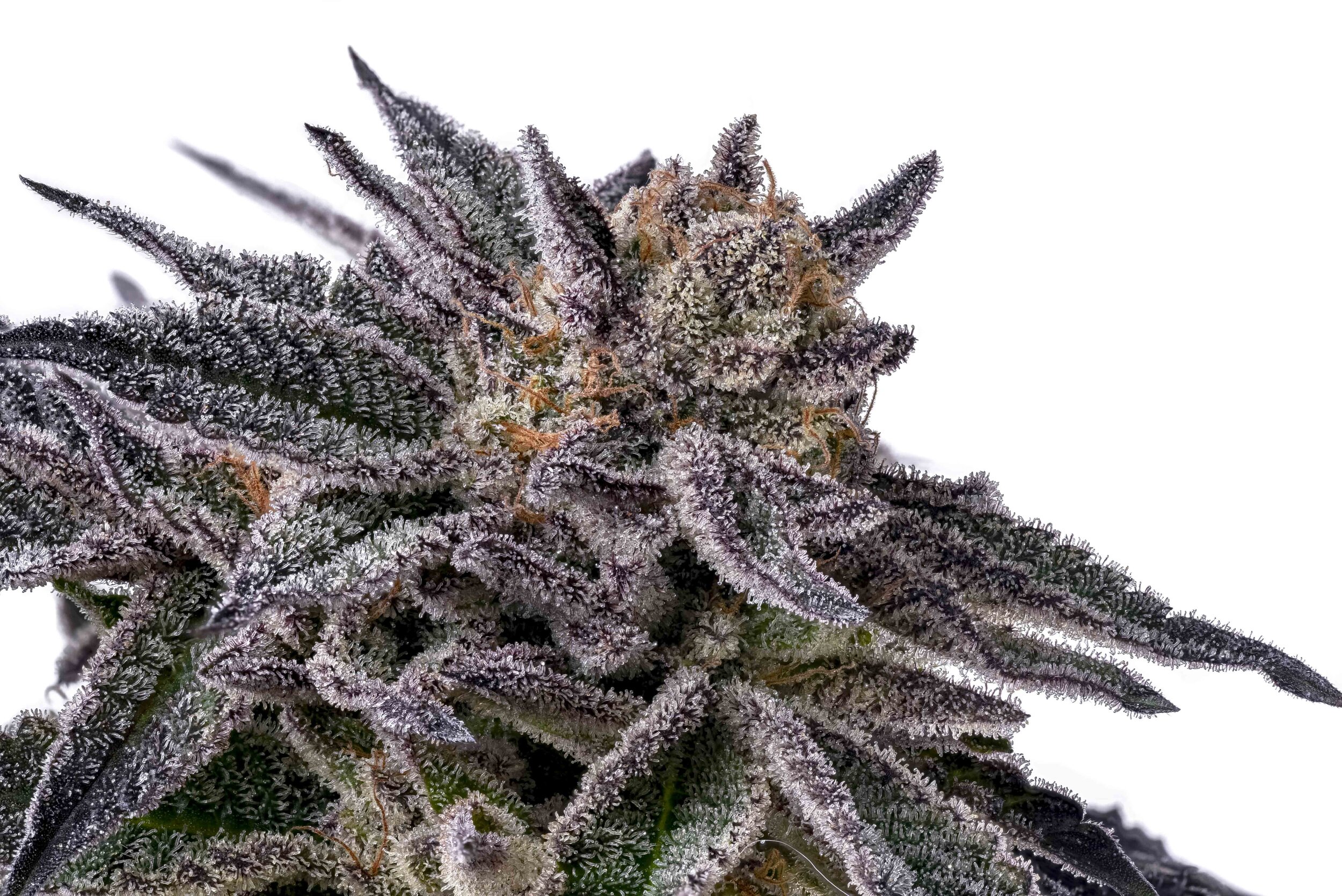 Photograph of product: Sherbanger 22 (Brave Hearts) - 28g