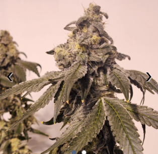 Photograph of product: Kush Mintz Pre-Rolls (7 Pack) 3.5g