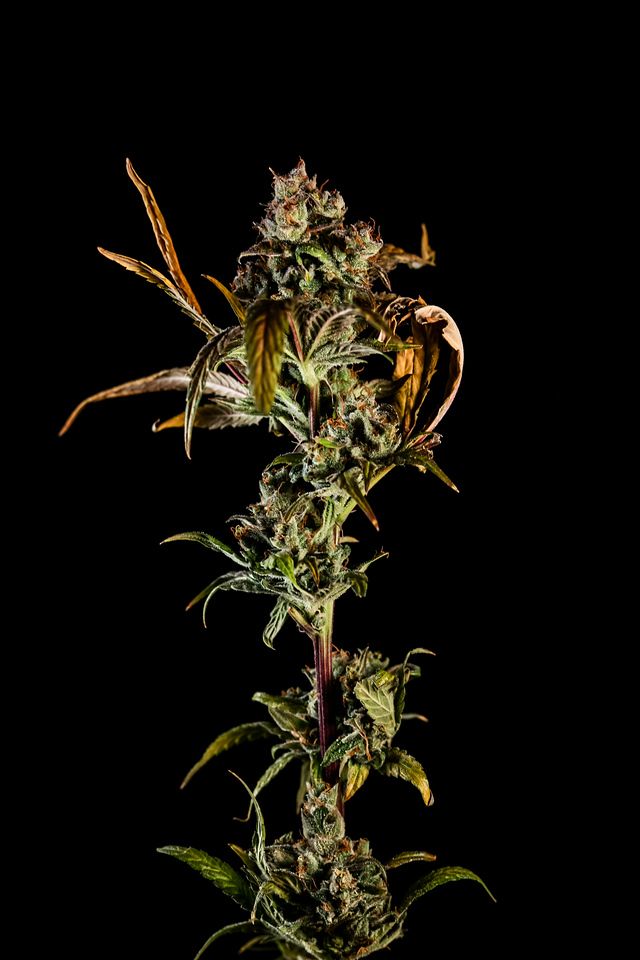 Photograph of product: Cali Kush Haze | Flower - 14g