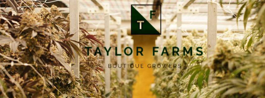 Photograph of product: Taylor Farms - Flower - Cap Junky - Bulk - 28g
