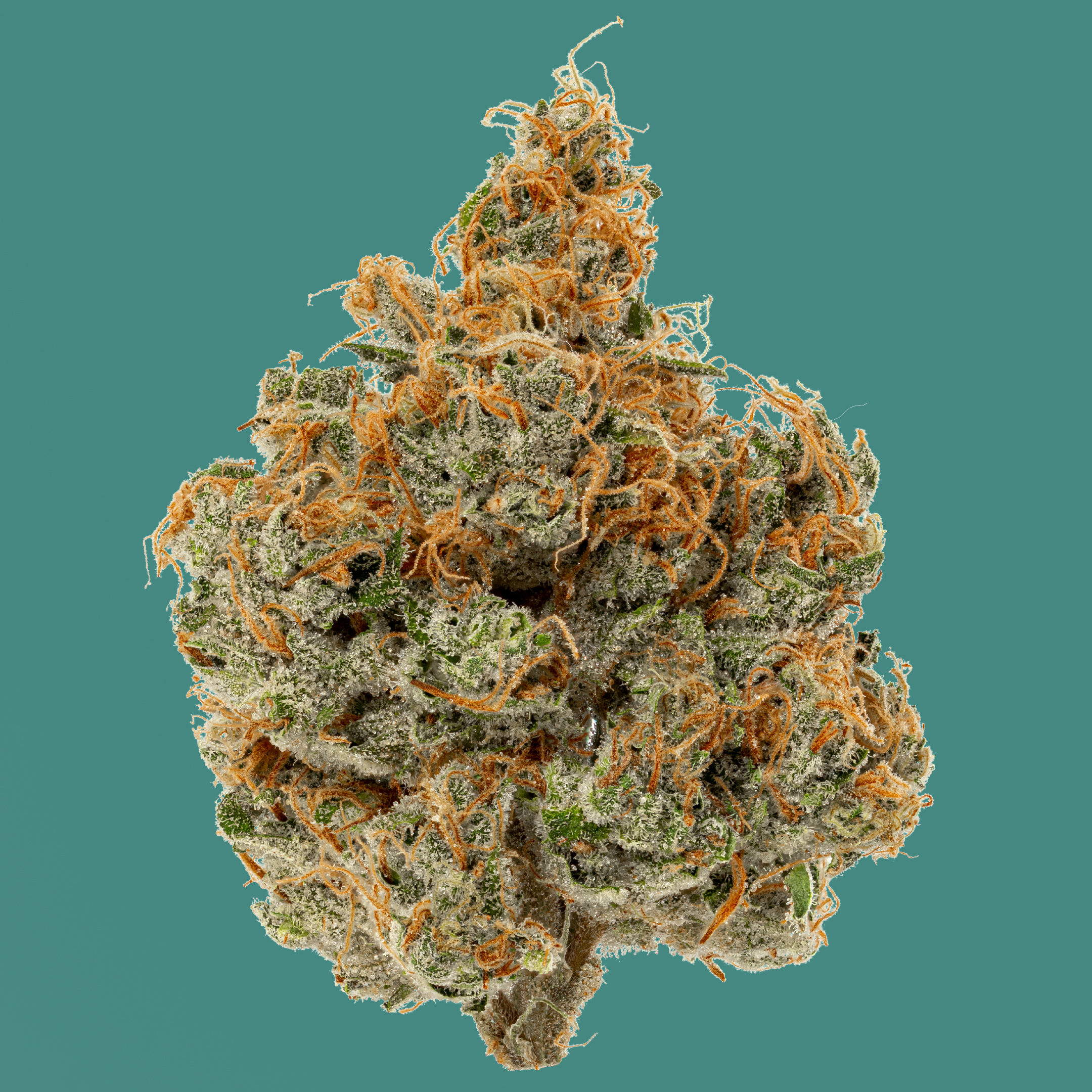 Photograph of product: Kind & Co // Ghost Train Haze #1 - 28g