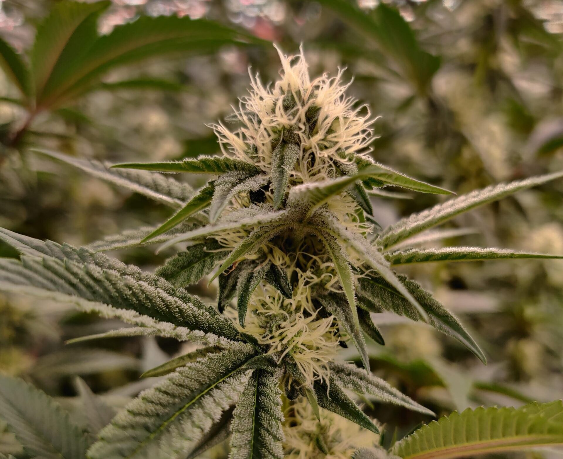 Photograph of product: Kapnos | Do Si Do | Pre-Roll (TAX INCLUDED)