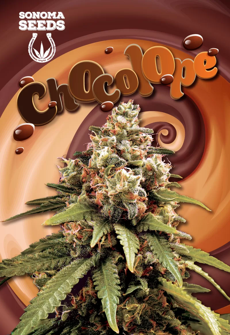 Photograph of product: Chocolope Seeds (fem)