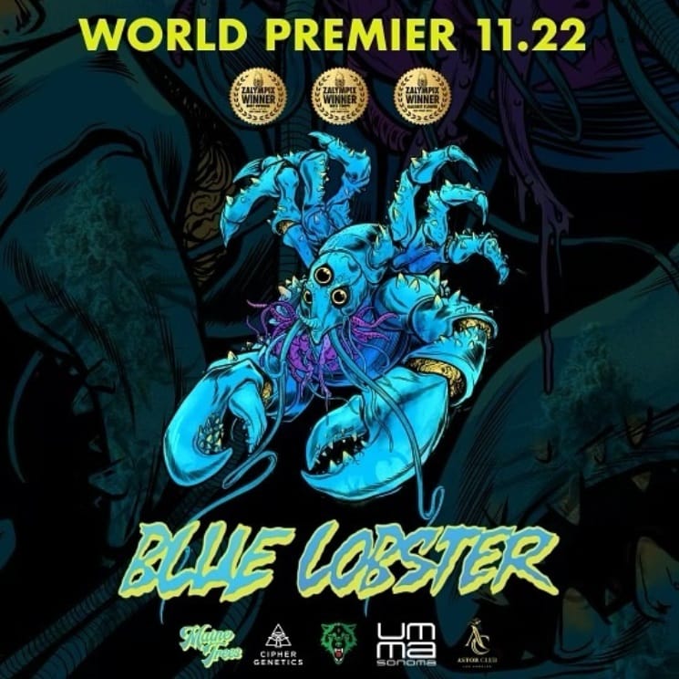 Photograph of product: UMMA - BLUE LOBSTER - 3.5g