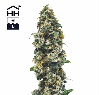 Photograph of product: TKO (TAX INCLUDED) - 7g