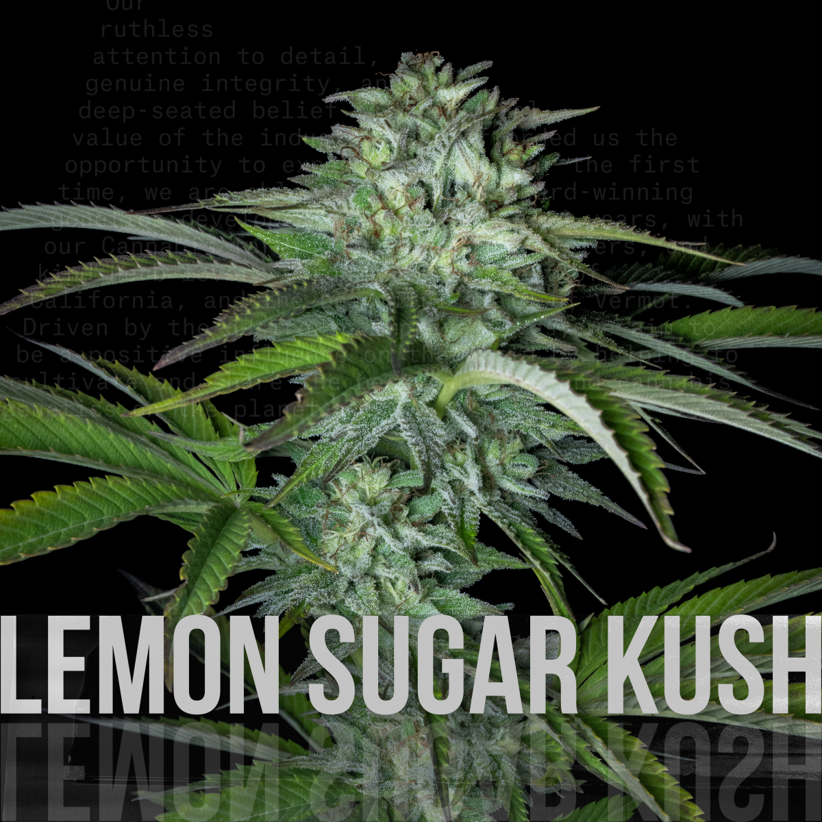 Photograph of product: Lemon Sugar Kush (Smalls) - 28g