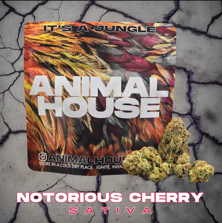 Photograph of product: Animal House Notorious Cherry 3.5G