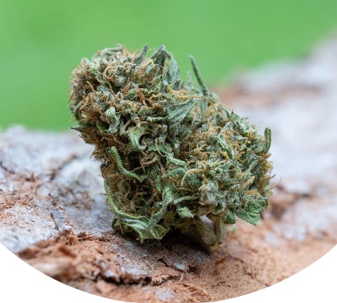 Photograph of Product: Trilogy THC/THCV/CBG - 7.5g