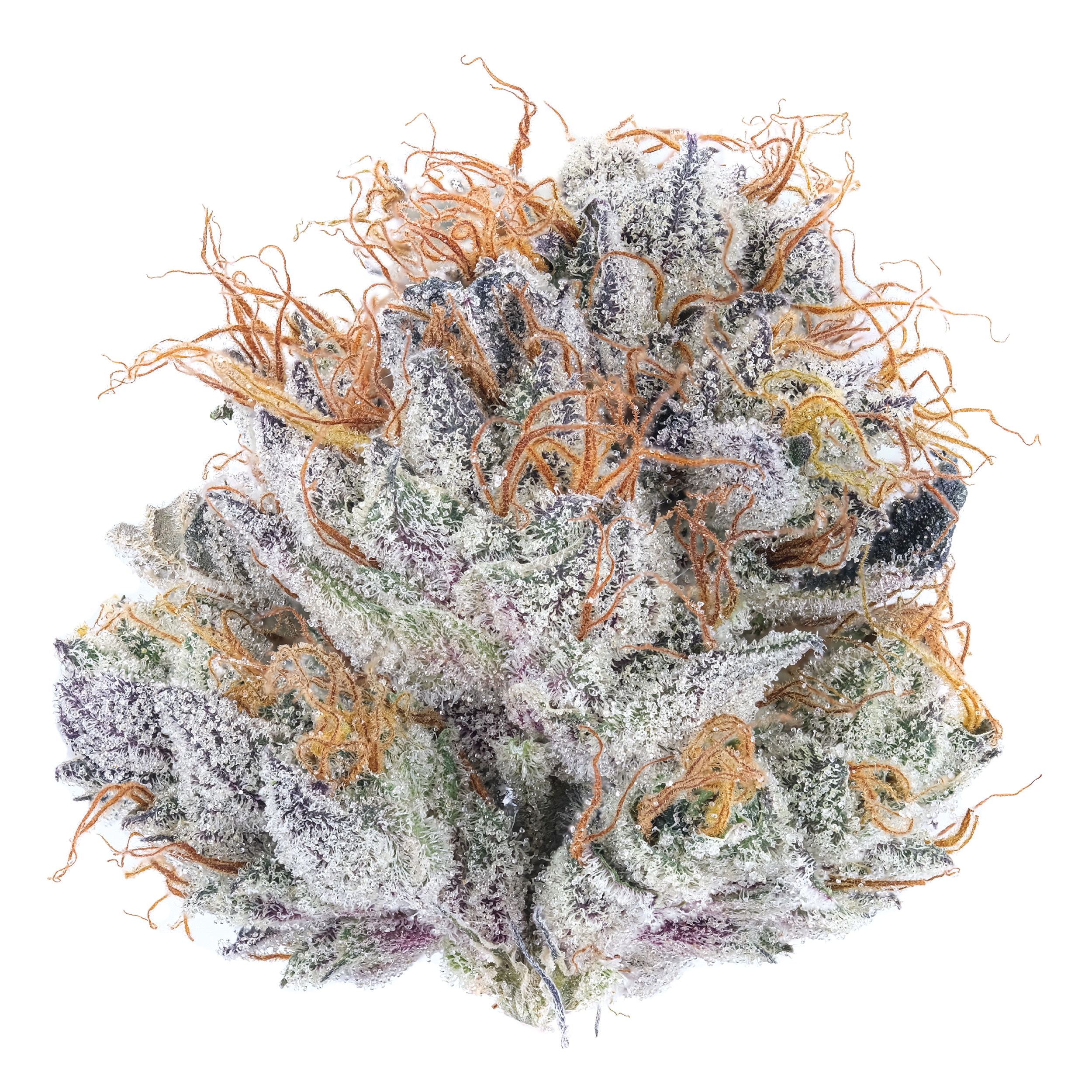 Photograph of product: GMO 2.0 - 28g