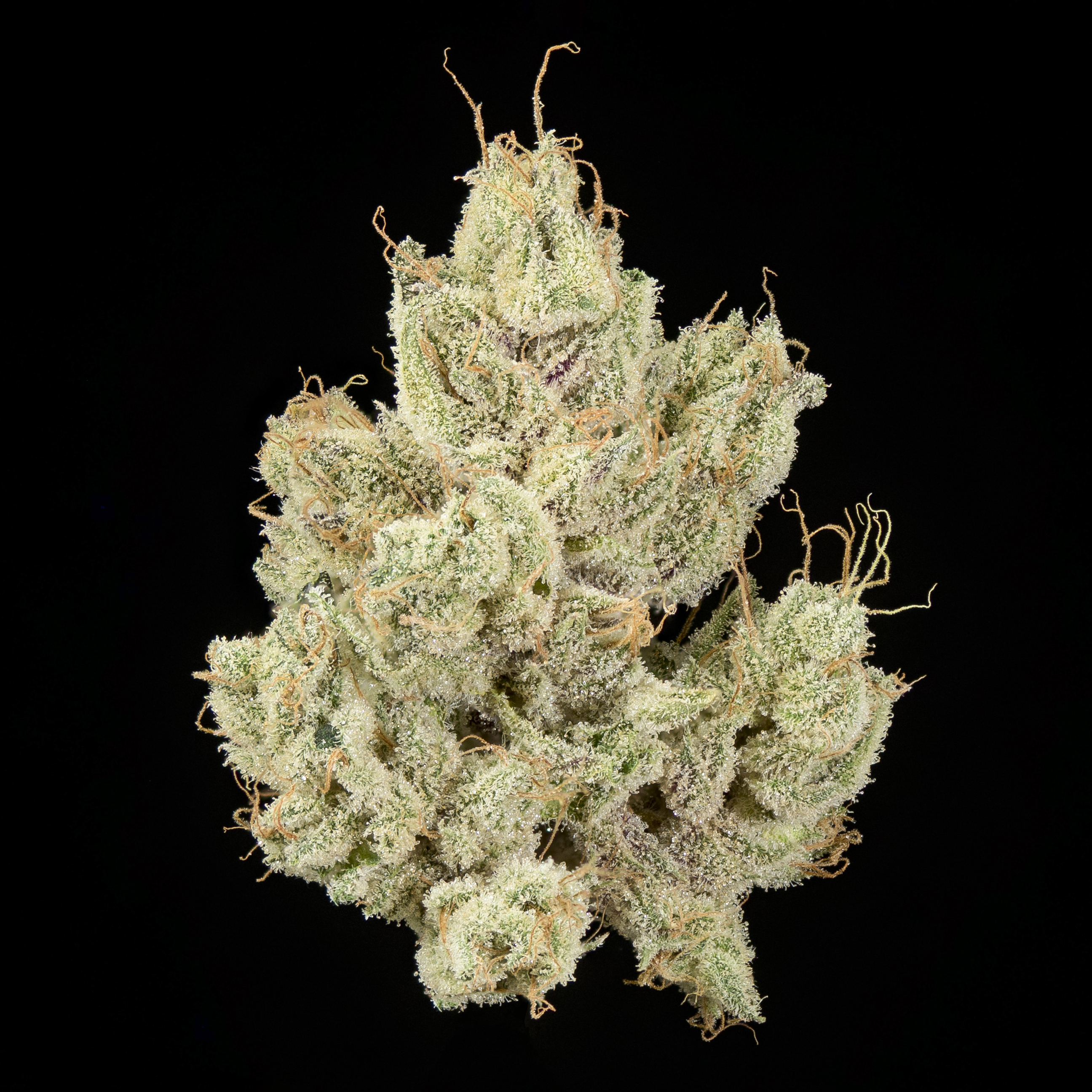 Photograph of product: Bountiful Farms Banana Runtz 3.5g
