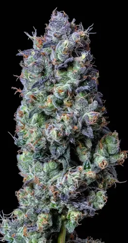 Photograph of product: AltSol | King's Juice | Bulk Flower - 28g