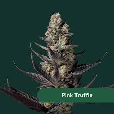 Photograph of product: The Botanist | Pink Truffle | 14g