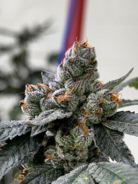 Photograph of product: Flower (Deli-Style) l Goldust | Oui'd-Hybrid l New Lyfe - 28g