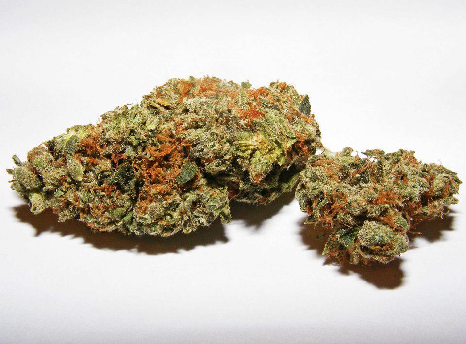 Photograph of product: Platinum Shelf - Widow Fighter (H) - 28g