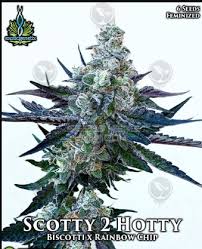 Photograph of product: EXOTIC GENETIX | SCOTTY 2 HOTTY | BULK | HYBRID - 28g