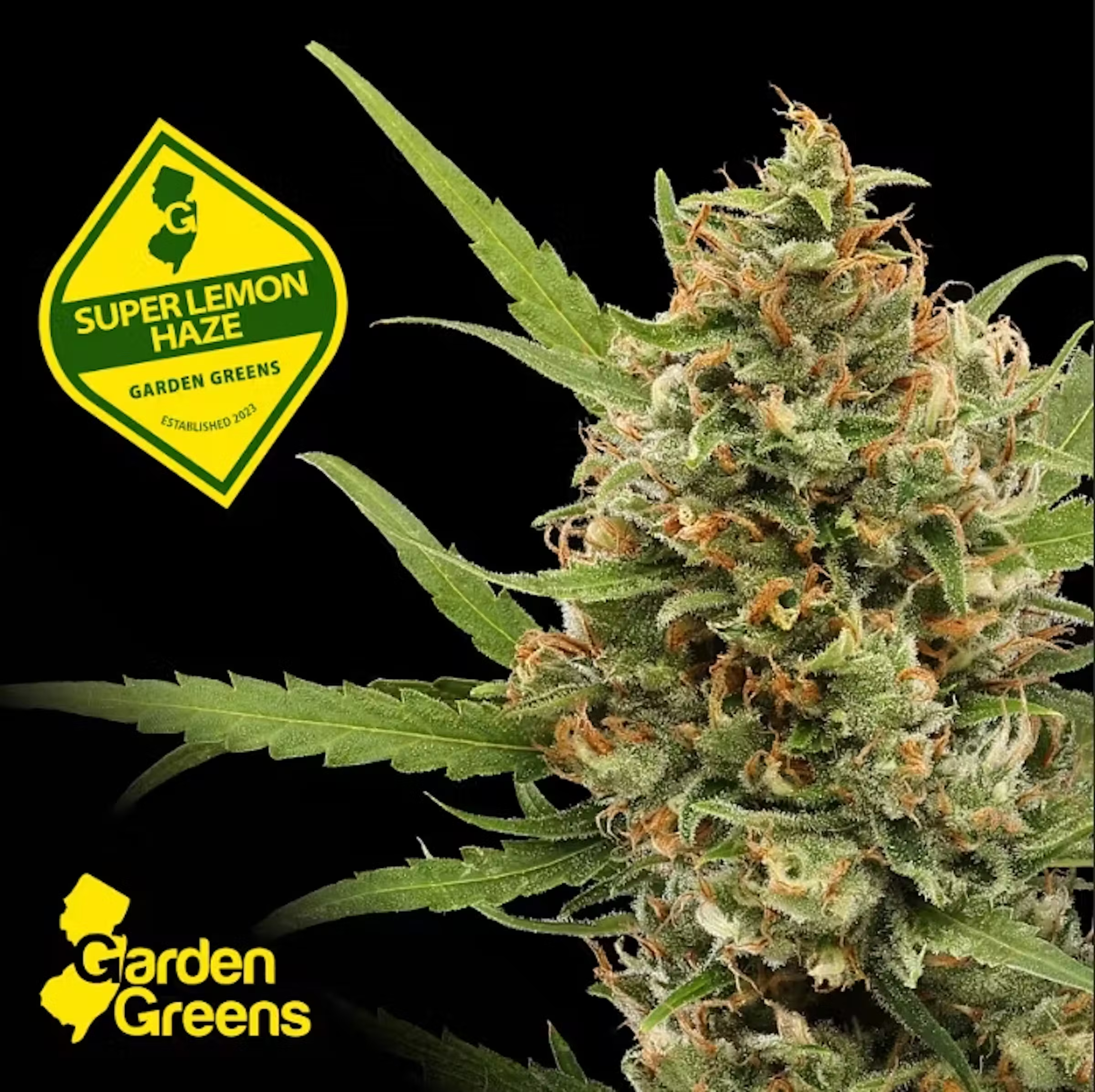 Photograph of product: Super Lemon Haze - Big Buds | 7G